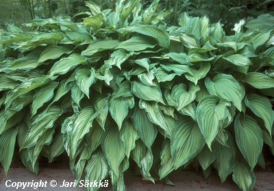  Hosta Fortunei-Ryhm 'Albopicta'